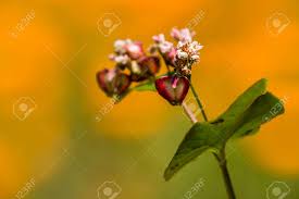 Attēlu rezultāti vaicājumam “Fagopyrum esculentum fruit”