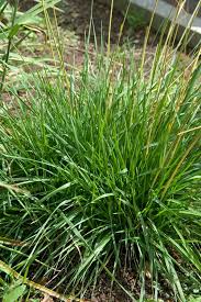 Attēlu rezultāti vaicājumam “Briza media fruit”