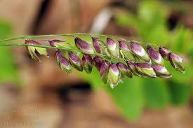 Attēlu rezultāti vaicājumam “Melica nutans flower”