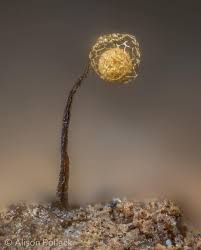 Attēlu rezultāti vaicājumam “Cribraria splendens macro”