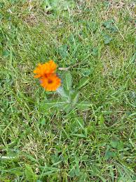 Attēlu rezultāti vaicājumam “Pilosella aurantiaca flower”