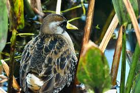 Image result for Porzana carolina