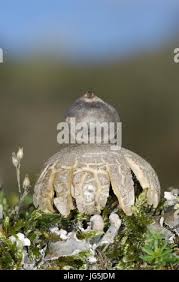 Attēlu rezultāti vaicājumam “Geastrum minimum”