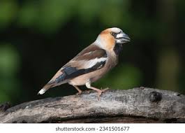 Attēlu rezultāti vaicājumam “Coccothraustes coccothraustes”