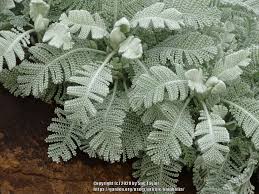 Image result for Chrysanthemum ptarmiciflorum