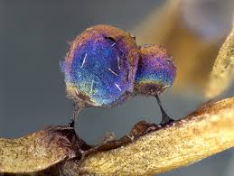 Attēlu rezultāti vaicājumam “Lamproderma arcyrioides macro”