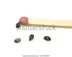 Attēlu rezultāti vaicājumam “Anthrenus sp. imago”