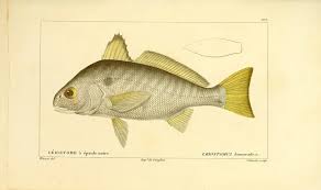 Image result for Leiostomus xanthurus