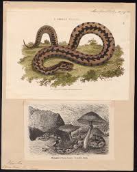 Attēlu rezultāti vaicājumam “Vipera berus”