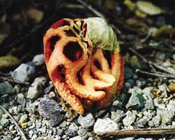 Attēlu rezultāti vaicājumam “Clathrus ruber”