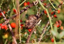 Attēlu rezultāti vaicājumam “Diplolepis bicolor”