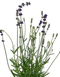 Attēlu rezultāti vaicājumam “Lavandula angustifolia”