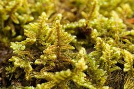 Attēlu rezultāti vaicājumam “Hypnum”