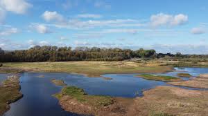 Image result for England Staffordshire Birding Club