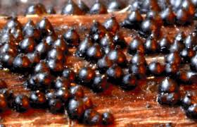 Attēlu rezultāti vaicājumam “Licea chelonoides spores”