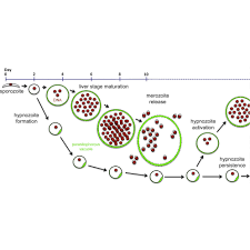 Attēlu rezultāti vaicājumam “Enteridium olivaceum plasmodium”