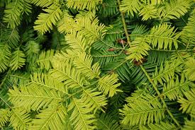 Attēlu rezultāti vaicājumam “Taxus baccata leaf”