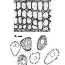Attēlu rezultāti vaicājumam “Tranzschelia pruni-spinosae spores”