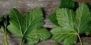 Attēlu rezultāti vaicājumam “Ribes spicatum”