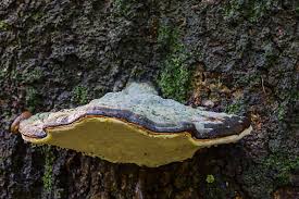 Attēlu rezultāti vaicājumam “Inonotus rheades”