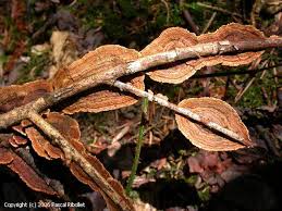 Attēlu rezultāti vaicājumam “Hymenochaete tabacina”