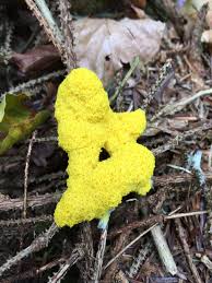 Attēlu rezultāti vaicājumam “Fuligo septica cf. septica spores”