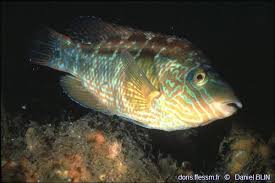 Image result for Symphodus melops