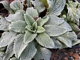 Attēlu rezultāti vaicājumam “Pulmonaria angustifolia leaf”