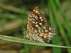 Attēlu rezultāti vaicājumam “Chiasmia clathrata”