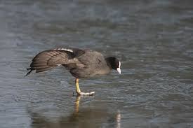 Attēlu rezultāti vaicājumam “Fulica atra adult”