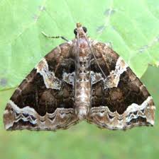 Attēlu rezultāti vaicājumam “Eulithis prunata”