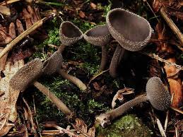 Attēlu rezultāti vaicājumam “Helvella macropus”