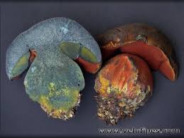 Attēlu rezultāti vaicājumam “Sutorius luridiformis”