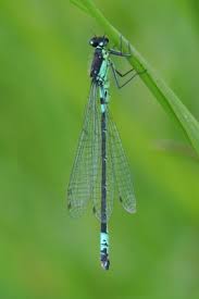 Attēlu rezultāti vaicājumam “Coenagrion armatum”