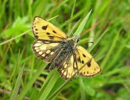 Attēlu rezultāti vaicājumam “Carterocephalus silvicolus underside”