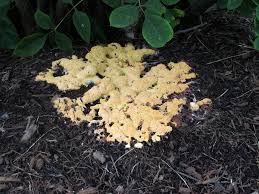 Attēlu rezultāti vaicājumam “Fuligo septica cf. rufa”