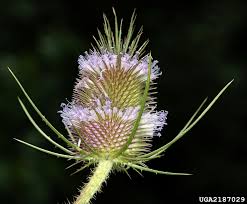 Attēlu rezultāti vaicājumam “Dipsacus fullonum fruit”