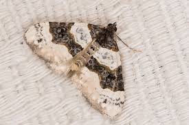 Attēlu rezultāti vaicājumam “Cosmorhoe ocellata”