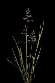 Attēlu rezultāti vaicājumam “Poa pratensis fruit”