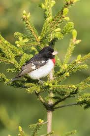 Image result for Pheucticus ludovicianus