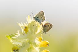 Attēlu rezultāti vaicājumam “Plebejus argus / Plebejus idas”