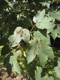 Attēlu rezultāti vaicājumam “Acer pseudoplatanus fo. purpurascens”