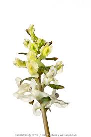 Attēlu rezultāti vaicājumam “Corydalis cava flower”