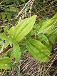 Attēlu rezultāti vaicājumam “Saponaria officinalis leaf”