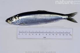Image result for Clupea harengus