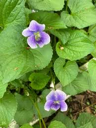 Attēlu rezultāti vaicājumam “Viola epipsila leaf”