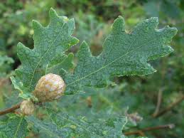 Attēlu rezultāti vaicājumam “Andricus foecundatrix”