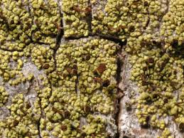 Attēlu rezultāti vaicājumam “Chaenotheca chrysocephala”