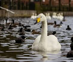 Image result for South Yorkshire Swans