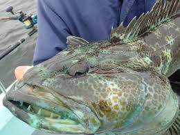 Image result for Ophiodon elongatus